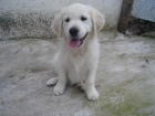 Cachorras Golden Retriever Excelente Precio! - mejor precio | unprecio.es