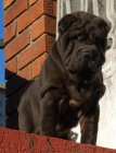 cachorrito shar pei negro silver, un osito muy arrugado - mejor precio | unprecio.es