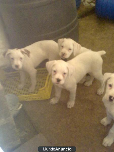 Cachorros de Boxer Albinos(2.5 meses)