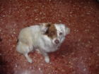 noelia,preciosa peludita pequeñita busca un hogar - mejor precio | unprecio.es