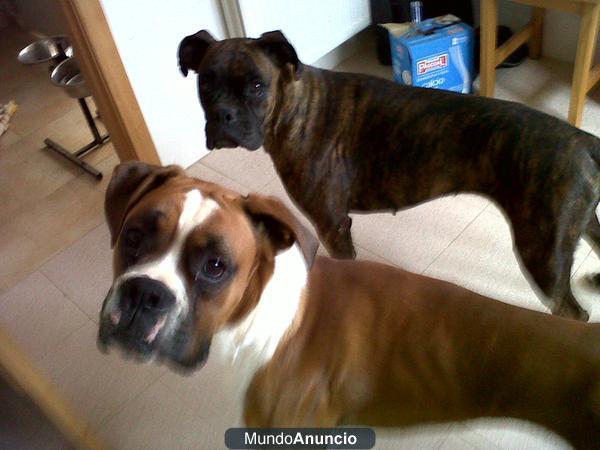 Regalo 2 Boxer
