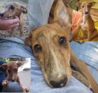 REGALO CACHORRO CRUCE DE GALGO - mejor precio | unprecio.es