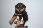 Rottweiler Camada Disponible Excelentes Cachorros - mejor precio | unprecio.es