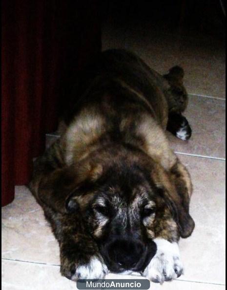 Se vende cruce de Mastin
