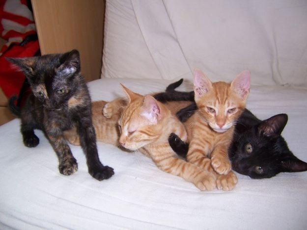 urge encontrar casa de acogia o adopcion para 4 gatitos