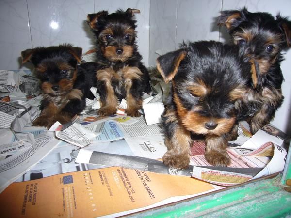 YORKSHIRE, CARRORRITOS GARANTIZADOS 530 EUROS