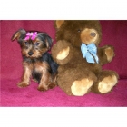 Yorkshire Terrier adorable - mejor precio | unprecio.es