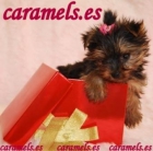 Yorkshire Terrier de "CARAMELS" especialistas en Toys. - mejor precio | unprecio.es