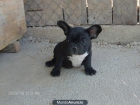 Bulldog Frances - mejor precio | unprecio.es