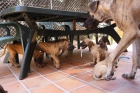 cachorro de dogo aleman - mejor precio | unprecio.es