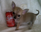 Chihuahuas micro miniaturas con pedigri - mejor precio | unprecio.es