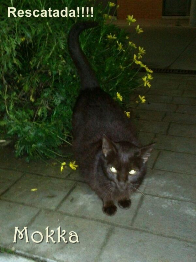 Mokka gata  rescatada de la calle -necesita adopcion