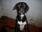 NO LO COMPRES. ADOPTA A UNO DE ESTOS DOS PERRITOS ESTAN EN LA PERRERA DE ORIHUELA Y LOS VAN A SACRIFICAR. - mejor precio | unprecio.es