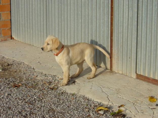 Perro Labrador-Golden