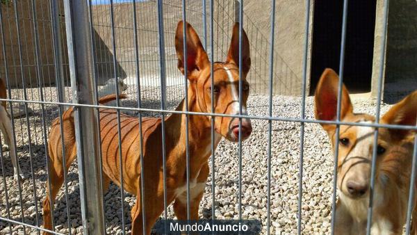 Regalo podenco andaluz talla media