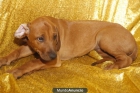 RHODESIAN RIDGEBACK CACHORROS –GARANTIA AQUANATURA- Perros, Venta en Tienda - mejor precio | unprecio.es