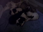 Se regalan cachorros setter - mejor precio | unprecio.es