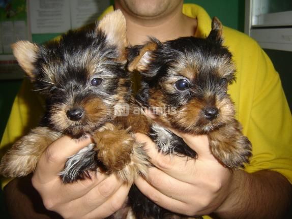 YORKSHIRE TERRIER TOY