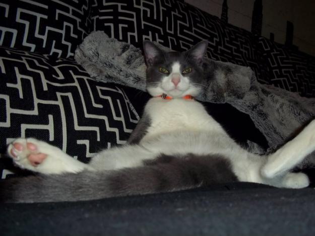 Regalo gatito de 1 añito y 5 meses