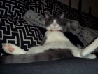 Regalo gatito de 1 añito y 5 meses - mejor precio | unprecio.es