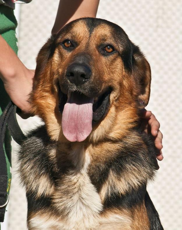 Bubu, precioso pastor alemán en adopción