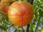 Tomates COPIA (15 semillas ecológicas) - mejor precio | unprecio.es