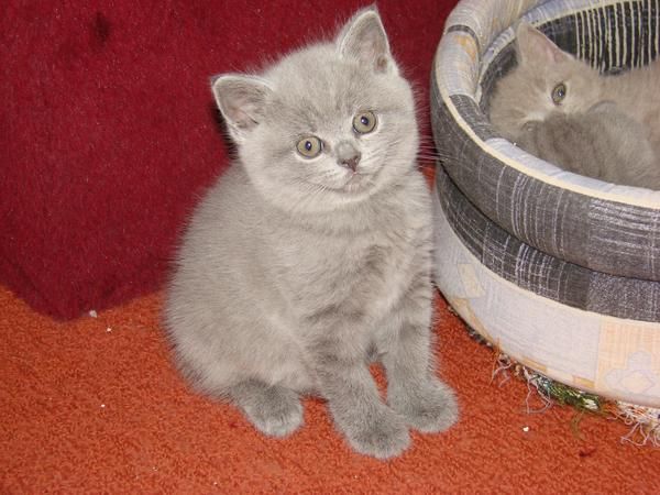 British shorthair