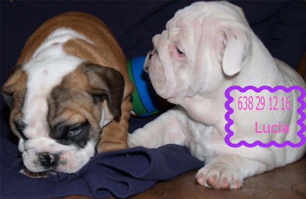 Bulldog ingles cachorros en venta