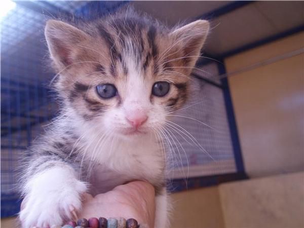 CACHORRITOS DE GATOS DE VARIAS CAMADAS BUSCAN HOGAR