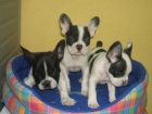 CACHORROS DE BULLDOG FRANCÉS - mejor precio | unprecio.es