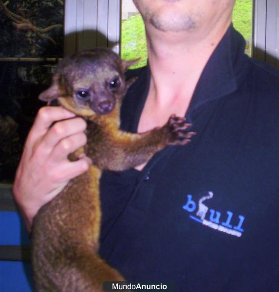 Kinkajou cria - monito de la miel