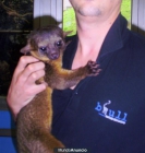 Kinkajou cria - monito de la miel - mejor precio | unprecio.es