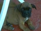 ULTIMOS BOXER - mejor precio | unprecio.es