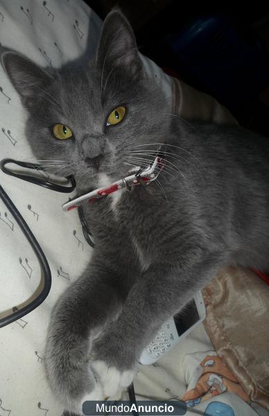 Vendo Gata Azul Ruso