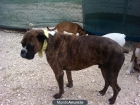 ADOPTA Boxer 2 años, NO COMPRES. - mejor precio | unprecio.es