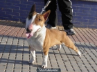 Bull terrier miniatura de exposición para montas - mejor precio | unprecio.es