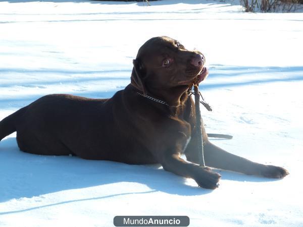 Busco novia para mi perro Labrador