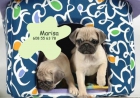 Carlino ¡Garantia veterinaria de 5 años! - mejor precio | unprecio.es