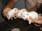 Chihuahuas con pedigree - mejor precio | unprecio.es