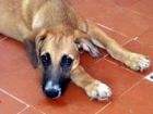 Janis - 3 meses, Cachorra mestiza en adopción - mejor precio | unprecio.es
