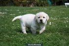 LABRADOR RETRIEVER CACHORRO - mejor precio | unprecio.es