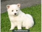 Regalo                              Spitz blanco oferta cerca de pinto - mejor precio | unprecio.es