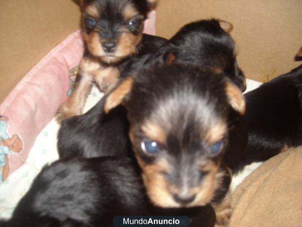 yorkshire terrier