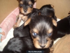 yorkshire terrier - mejor precio | unprecio.es