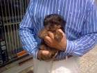 Yorkshire Terrier Cachorritos - mejor precio | unprecio.es