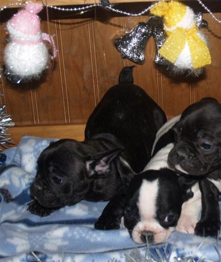 Cachorros de Bulldog francés, muy buen precio