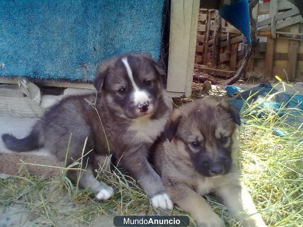 cachorros de pastor aleman