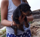 Cachorros teckel estandar pelo corto. - mejor precio | unprecio.es