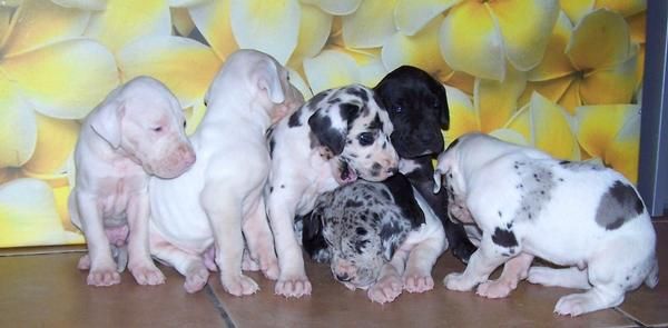 CAMADA de Dogos Alemanes, negros, arlequines