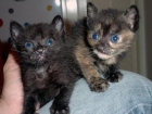 Estás buscando un gatito? Conócenos. Asoc. GATA - mejor precio | unprecio.es